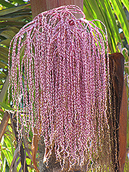 Bangalow Palm (Archontophoenix cunninghamiana) at Stonegate Gardens