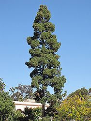Canary Island Pine (Pinus canariensis) at Stonegate Gardens