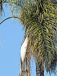 Queen Palm (Syagrus romanzoffiana) at Stonegate Gardens