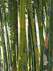 Yin Yang Bamboo (Bambusa emeiensis 'Viridiflavus') at Stonegate Gardens