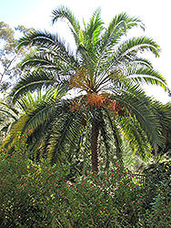 Senegal Date Palm (Phoenix reclinata) at Stonegate Gardens