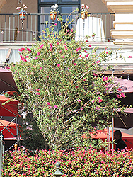 Hot Pink Bottlebrush (Callistemon 'KKHO1') at Lakeshore Garden Centres