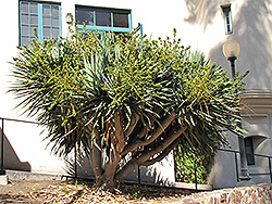 Dragon Tree (shrub form) (Dracaena draco (shrub form)) at A Very Successful Garden Center