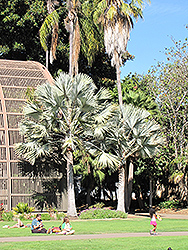 Bismarck Palm (tree form) (Bismarckia nobilis (tree form)) at Stonegate Gardens