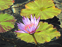 Egyptian Blue Water Lily (Nymphaea caerulea) at Stonegate Gardens
