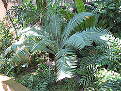 Giant Dioon (Dioon spinulosum) at A Very Successful Garden Center