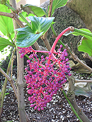 Malaysian Grapes (Medinilla myriantha) at Stonegate Gardens