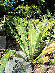 Merole's Dioon (Dioon merolae) at Stonegate Gardens