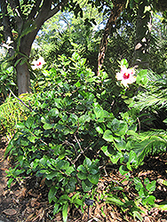 Rainbow Christie Hibiscus (Hibiscus rosa-sinensis 'Rainbow Christie') at Stonegate Gardens
