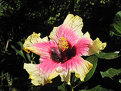Rainbow Christie Hibiscus (Hibiscus rosa-sinensis 'Rainbow Christie') at Stonegate Gardens