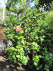 Fantasy Charm Hibiscus (Hibiscus rosa-sinensis 'Fantasy Charm') at Stonegate Gardens