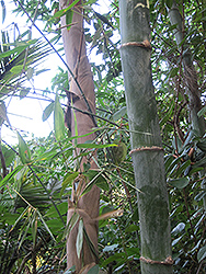 Beechey Bamboo (Bambusa beecheyana) at Stonegate Gardens