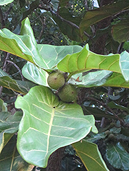Fiddle Leaf Fig (Ficus lyrata) at Stonegate Gardens
