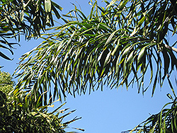 Foxtail Palm (Wodyetia bifurcata) at Stonegate Gardens