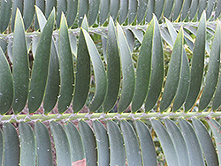 Msinga Cycad (Encephalartos msinganus) at A Very Successful Garden Center