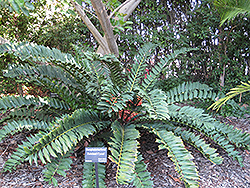 Zululand Cycad (Encephalartos ferox) at A Very Successful Garden Center