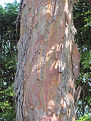 Brisbane Box (Lophostemon confertus) at Stonegate Gardens