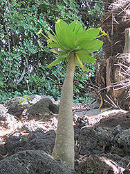 Hawaiian Palm (Brighamia insignis) at Lakeshore Garden Centres