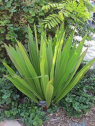 Giant Spear Lily (Doryanthes palmeri) at A Very Successful Garden Center