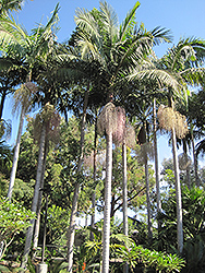 Bangalow Palm (Archontophoenix cunninghamiana) at Stonegate Gardens