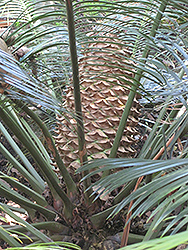 Pineapple Cycad (Lepidozamia peroffskyana) at Stonegate Gardens