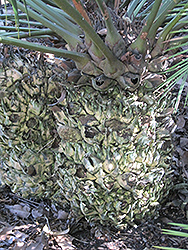 Pineapple Cycad (Lepidozamia peroffskyana) at Stonegate Gardens