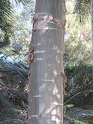 Cadaghi Gum Tree (Corymbia torelliana) at Stonegate Gardens