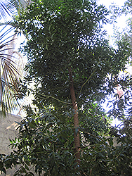 Queensland Kauri (Agathis robusta) at Stonegate Gardens