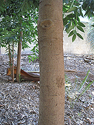 Queensland Kauri (Agathis robusta) at Stonegate Gardens