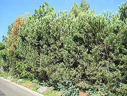 Aleppo Pine (Pinus halepensis) at Stonegate Gardens