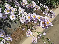 California Aster (Symphyotrichum chilense) at Stonegate Gardens