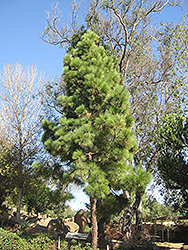 Chir Pine (Pinus roxburghii) at Stonegate Gardens