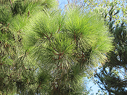 Chir Pine (Pinus roxburghii) at Stonegate Gardens