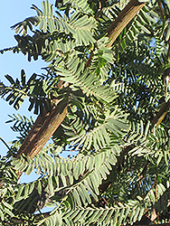 Phoenix Mesquite (Prosopis 'Phoenix') at Stonegate Gardens