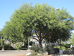 Chilean Mesquite (Prosopis chilensis) at Stonegate Gardens