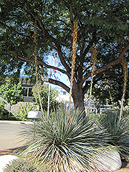 Desert Spoon (Dasylirion wheeleri) at Lakeshore Garden Centres