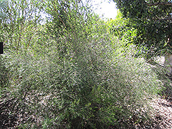Geraldton Waxflower (Chamelaucium uncinatum) at Stonegate Gardens
