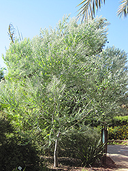 Pearl Acacia (Acacia podalyriifolia) at Stonegate Gardens