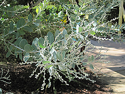 Pearl Acacia (Acacia podalyriifolia) at Stonegate Gardens