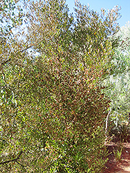 Hop Bush (Dodonaea viscosa) at Stonegate Gardens