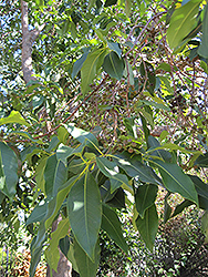Brisbane Box (Lophostemon confertus) at Stonegate Gardens