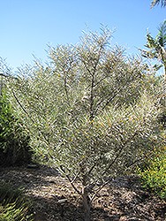 Mulga (Acacia aneura) at Stonegate Gardens