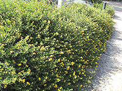 South Beach Compact Lemon Lantana (Lantana camara 'South Beach Compact Lemon') at Stonegate Gardens