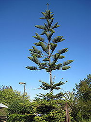 Norfolk Island Pine (Araucaria heterophylla) at Stonegate Gardens