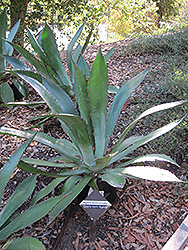 Cow Horn Agave (Agave bovicornuta) at Lakeshore Garden Centres