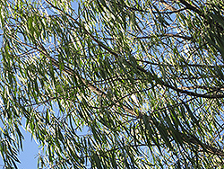 Australian Willow (Geijera parviflora) at Stonegate Gardens
