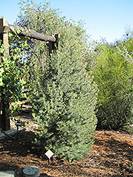 Parry Pinyon Pine (Pinus quadrifolia) at Stonegate Gardens