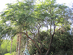Western Honey Mesquite (Prosopis glandulosa var. torreyana) at Stonegate Gardens