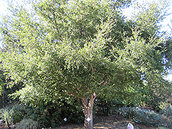 Coast Live Oak (Quercus agrifolia) at Stonegate Gardens