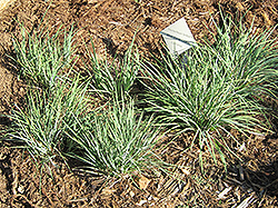 Californian Blue-Eyed Grass (Sisyrinchium bellum) at Stonegate Gardens